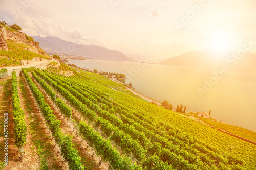 Scenic landscape of Lavaux Vineyard Terraces at sunset and Lake Geneva or Lake Leman. Lavaux  a UNESCO World Heritage Sites  is a region in Vaud Canton in Switzerland  in the district of Lavaux-Oron.