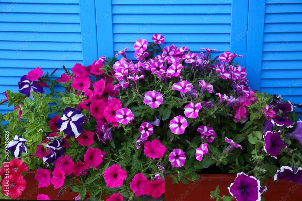 Beautiful petunia flowers in pots near blue folding screen