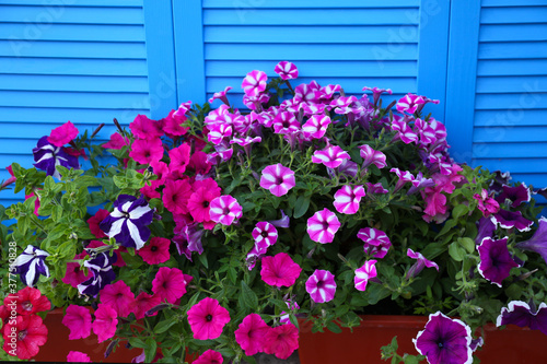 Beautiful petunia flowers in pots near blue folding screen © New Africa