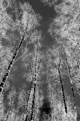 Birch forest. The image is inverted.