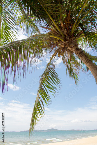 Tropical beach with palm trees  Thailand