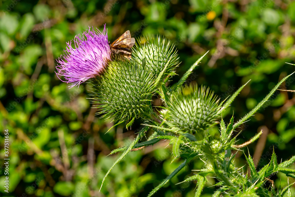 Thistle Thistle