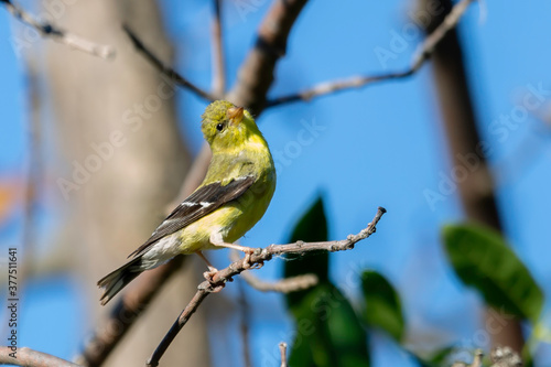 Pretty Goldfinch © Dave
