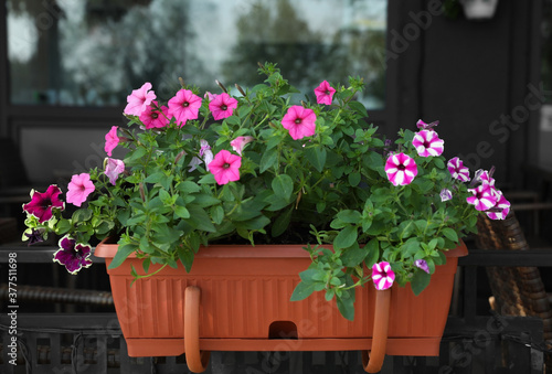 Fototapeta Naklejka Na Ścianę i Meble -  Beautiful petunia flowers in plant pot outdoors