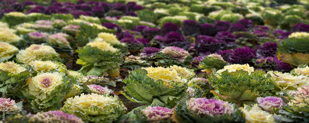 Decorative cabbages Decorative cabbages