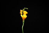 Beautiful yellow freesia flower on black background