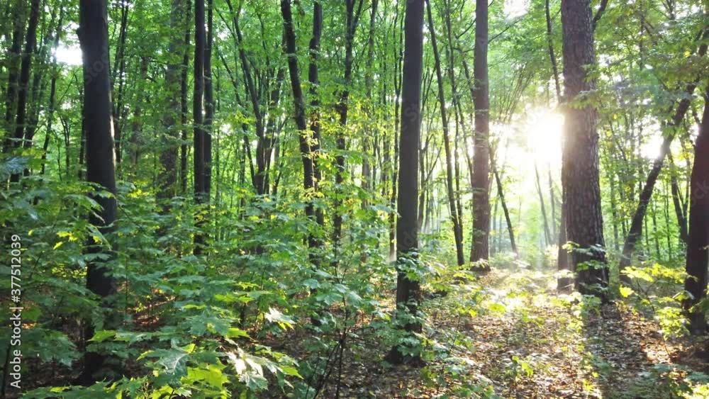 Green forest with autumn trees and sunset sun. 4K clip Green forest with autumn trees and sunset sun. 4K clip