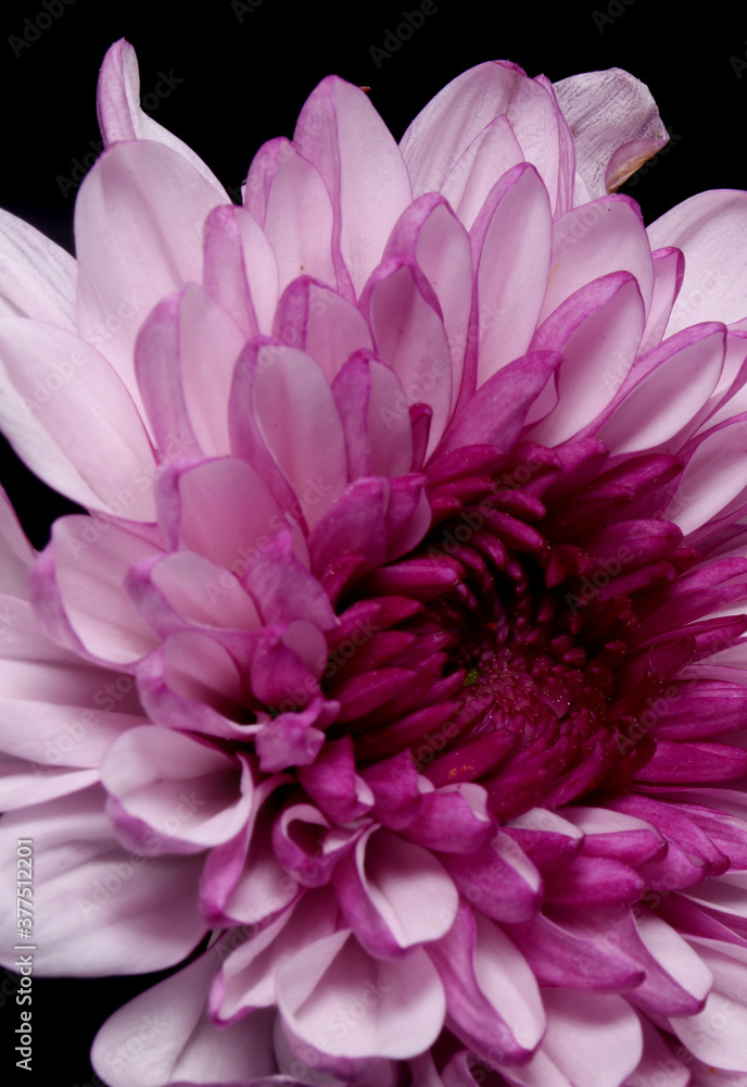 Obraz premium close-up detail of colorful flowers