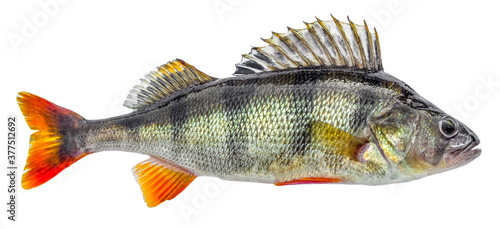 Perch fish isolated on white background