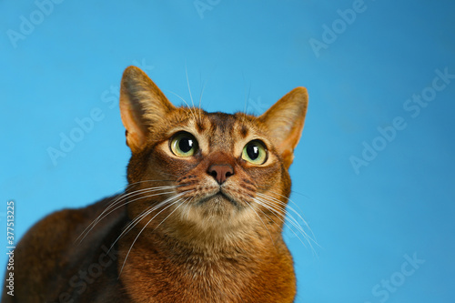 Beautiful Abyssinian cat on light blue background, closeup. Lovely pet