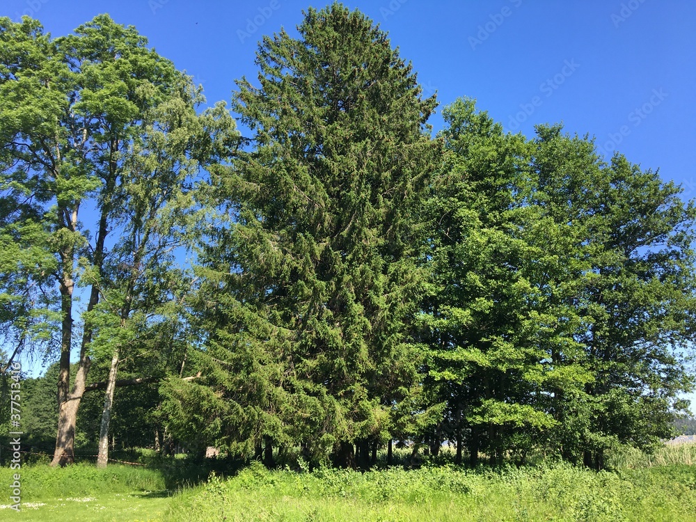 Some nice green trees against a clear blue sky. No clouds and a nice climate a sunny day in Jarfalla, Stockholm, Sweden. Some nice green trees against a clear blue sky. No clouds and a nice climate a sunny day in Jarfalla, Stockholm, Sweden.