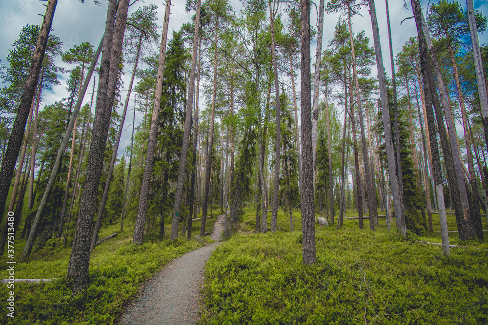 Fototapeta premium hiking footpath in beautiful wilderness in Finland
