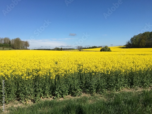 A large yellow field of rapeseed a sunny day in Stockholm, Sweden. A almost clear blue sky makes a beautiful view.