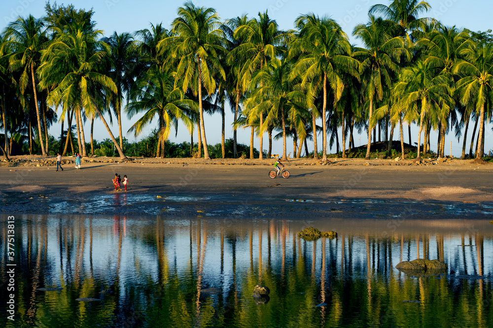 tree in beautifull sea beach