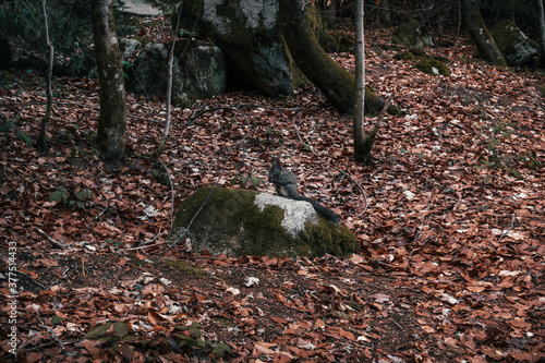 Squirrel in a German forest