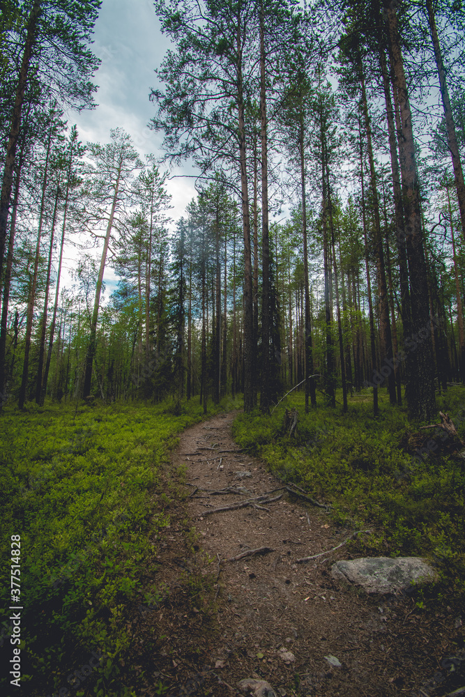 Fototapeta premium hiking footpath in beautiful wilderness in Finland