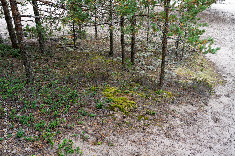 Fototapeta premium Footpath in damp pine forest