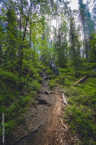 Fototapeta Naklejka Na Ścianę i Meble -  hiking footpath in beautiful wilderness in Finland
