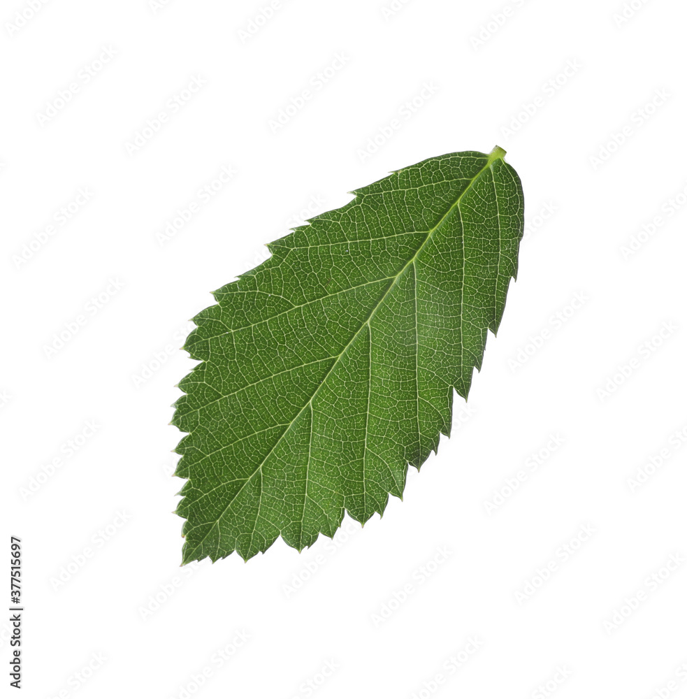 Fresh green blackberry leaf isolated on white Fresh green blackberry leaf isolated on white