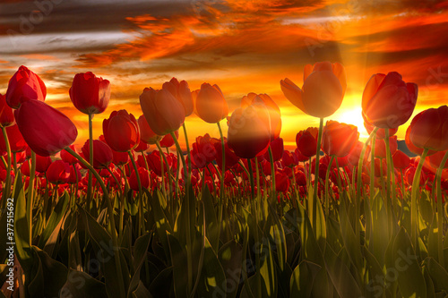 Fence of red tulips flower at the sunset moment with a burning chaotic sky, Netherlands © Ankor light