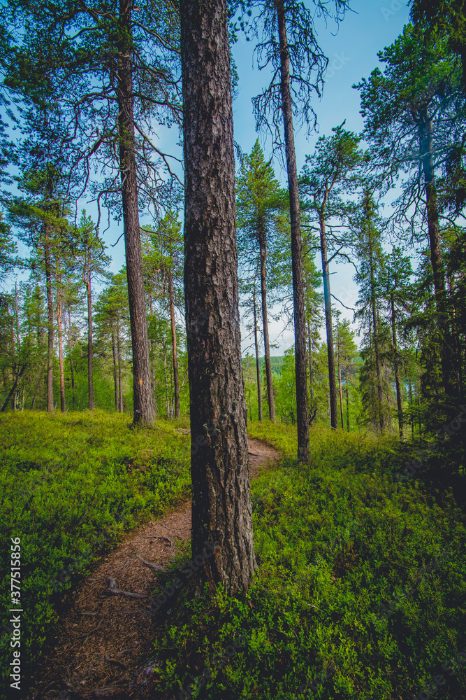Fototapeta premium hiking footpath in beautiful wilderness in Finland