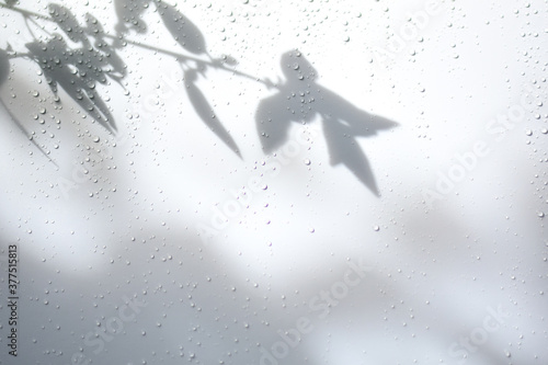 The shadow of the leaves on the wall with raindrops