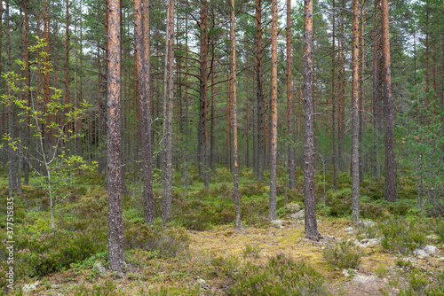 Fototapeta Naklejka Na Ścianę i Meble -  Footpath in damp pine forest