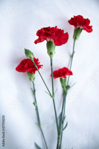 red flowers on a white background