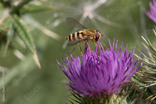 Yellow and black striped female hoverfly, Syrphus ribesii, on a purple thistle flower, close up, above view, green diffused background © Jackie