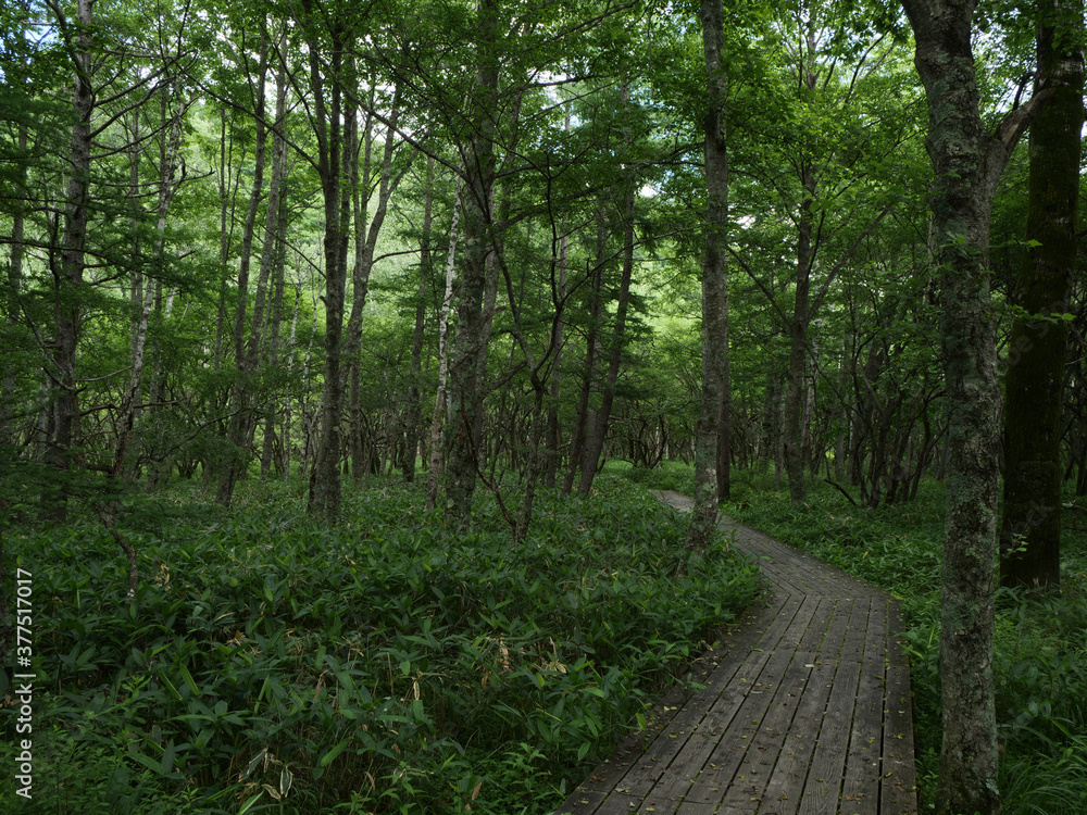 Naklejka premium 日光戦場ヶ原と小田代ヶ原のハイキングコース