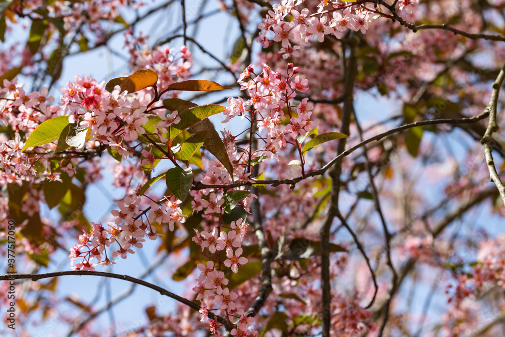 Flowers of bird cherry in park at spring. Flowers of bird cherry in park at spring.