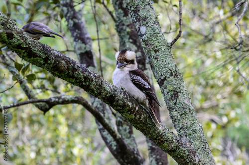 Kookaburra in tree, Sydney Australia