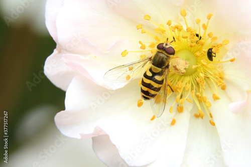 Black and yellow striped female hoverfly or flower fly, Syrphus sp., on a white flower, close up, above view, light background © Jackie