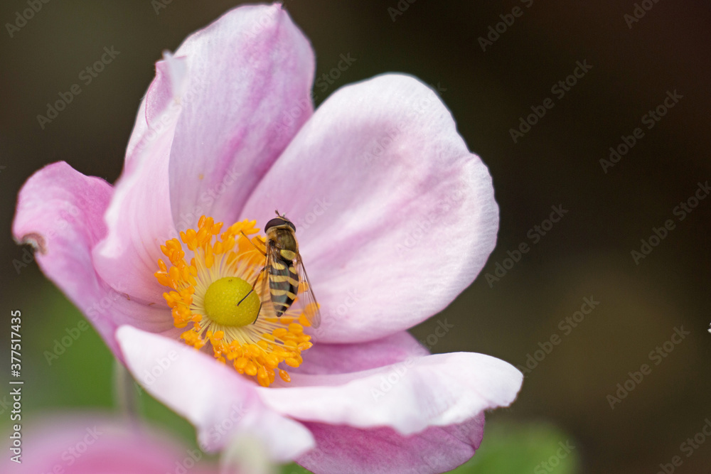 Black and yellow striped female hoverfly or flower fly, Syrphus vitripennis., on a pink Japanese Anemone flower, Anemone hupehensis, close up, above view, dark background Black and yellow striped female hoverfly or flower fly, Syrphus vitripennis., on a pink Japanese Anemone flower, Anemone hupehensis, close up, above view, dark background