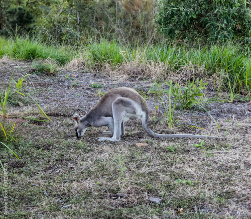 Wildlife Eastern Grey Kangaroo