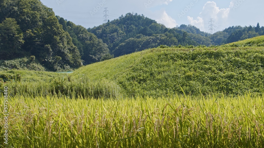 Fototapeta premium Fruitful rice plants swaying in the wind