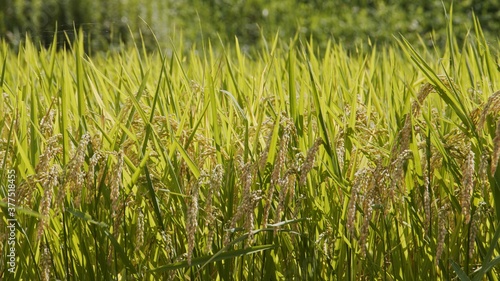 Fruitful rice plants swaying in the wind