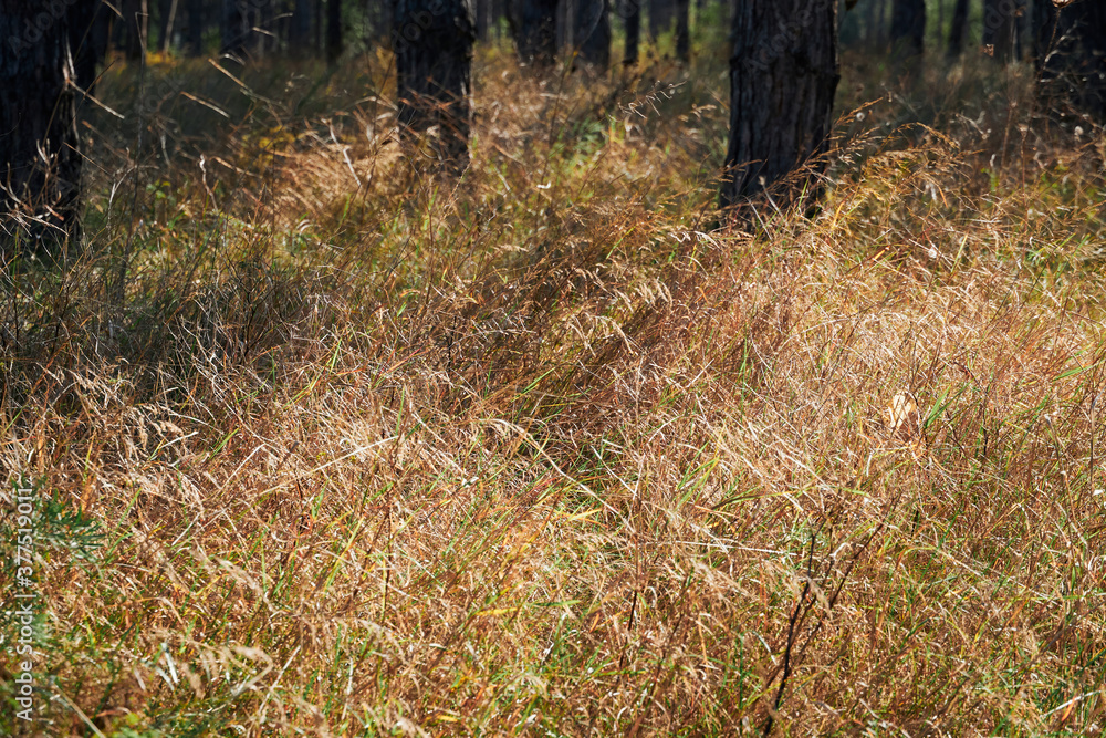 forest on a bright day - beautiful autumn landscape and wildlife forest on a bright day - beautiful autumn landscape and wildlife