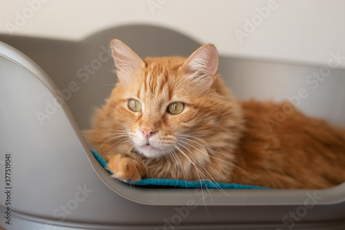 Ginger cat laid in pet bed with white moustache hairs and powerful glance of green eyes looking to the left. Copy space available