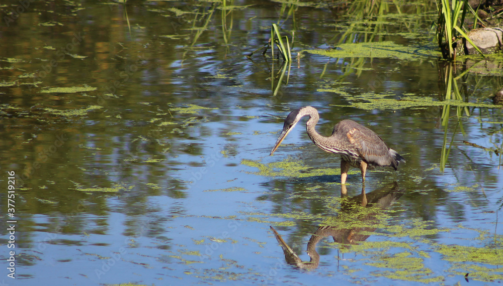 Great Blue Heron looking for food Great Blue Heron looking for food