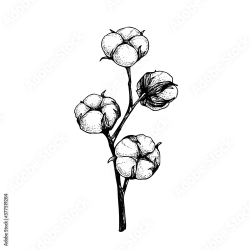 Cotton flower branch with fluffy buds. Hand drawn sketch style vector illustration of natural eco cotton. Vintage engraved design. Botanical art isolated on white background.