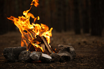 Beautiful bonfire with burning firewood in forest
