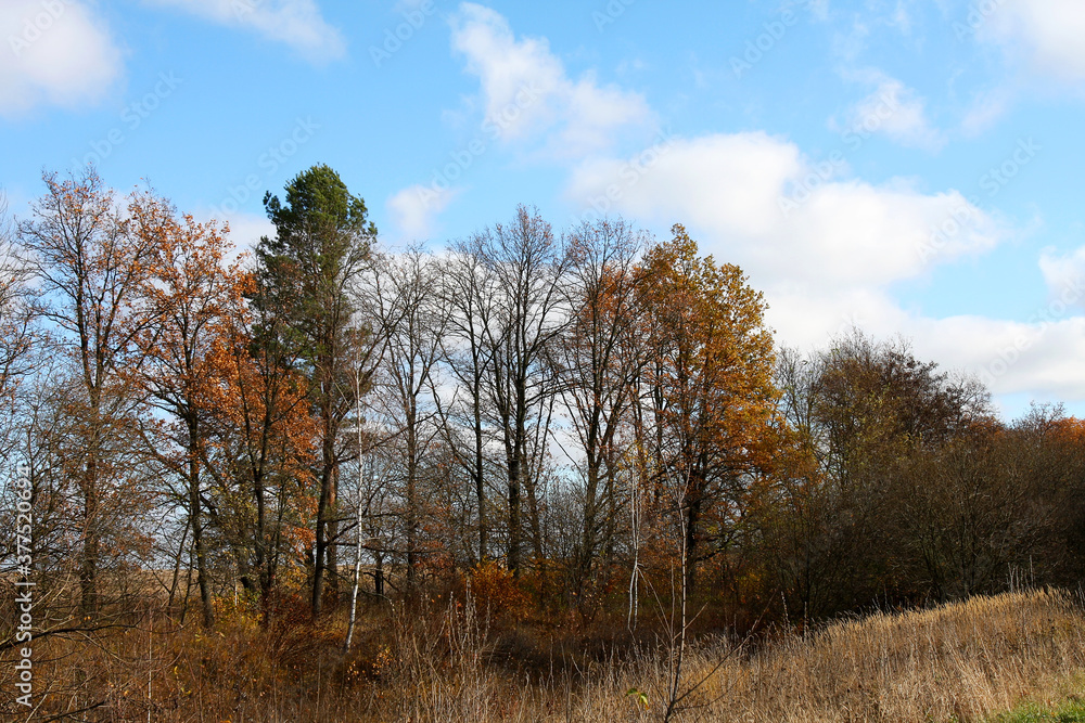 Colorful bright autumn city park. Leaves fall on ground. Autumn forest scenery with warm colors and footpath covered in leaves leading into scene. Colorful bright autumn city park. Leaves fall on ground. Autumn forest scenery with warm colors and footpath covered in leaves leading into scene.
