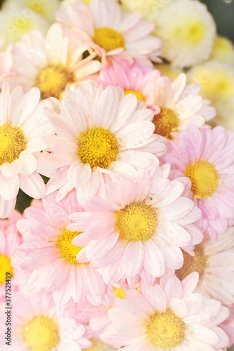 blooming flowers with vintage light shining background