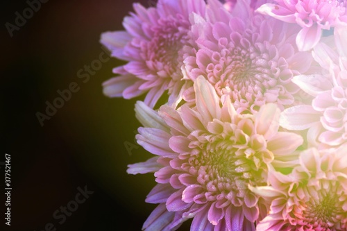 blooming flowers with vintage light shining background