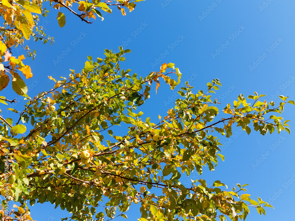 Beautiful, delicious, зеленые apples in the branches the backdrop of bright sunny blue sky. Ecological farm Beautiful, delicious, зеленые apples in the branches the backdrop of bright sunny blue sky. Ecological farm