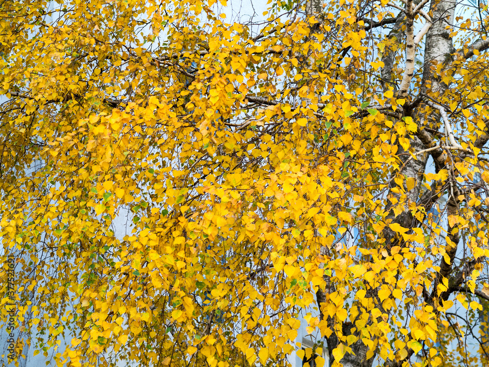 Colorful bright autumn city park. Leaves fall on ground. Autumn forest scenery with warm colors and footpath covered in leaves leading into scene. Colorful bright autumn city park. Leaves fall on ground. Autumn forest scenery with warm colors and footpath covered in leaves leading into scene.
