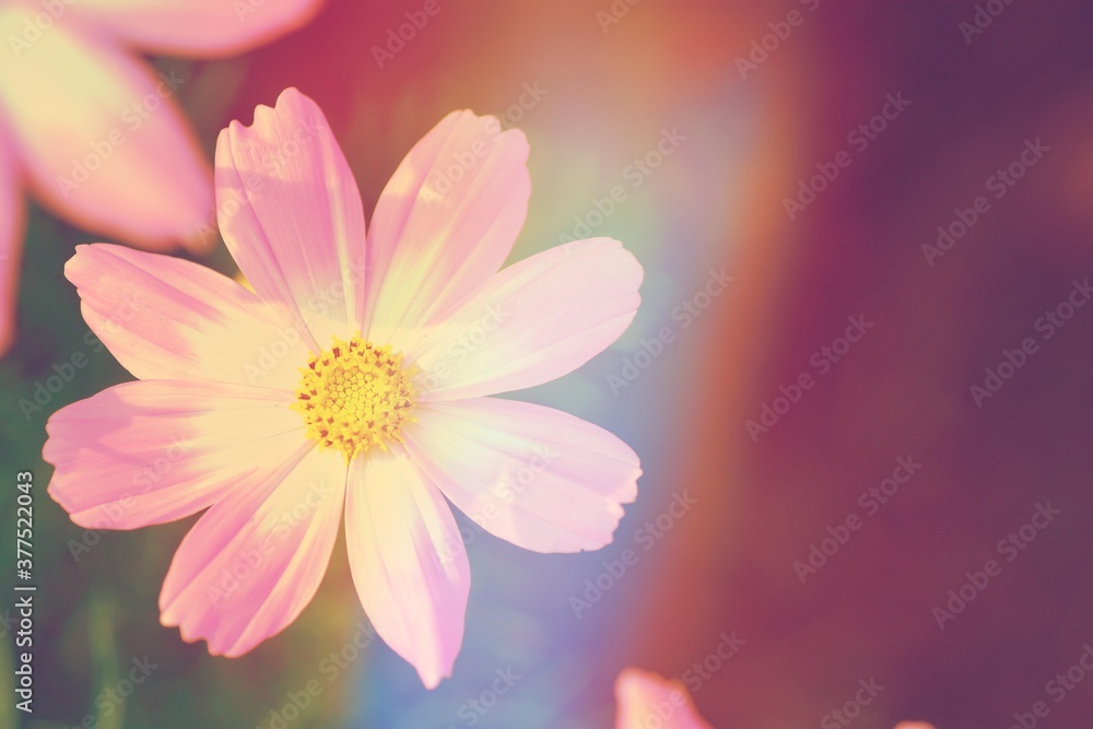 blooming flowers with vintage light shining background