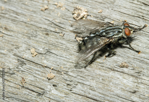 Blow fly, carrion fly