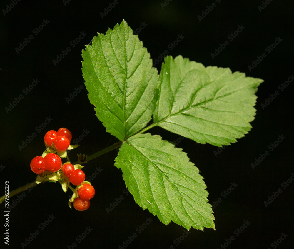 stone bramble berry red on a black background stone bramble berry red on a black background